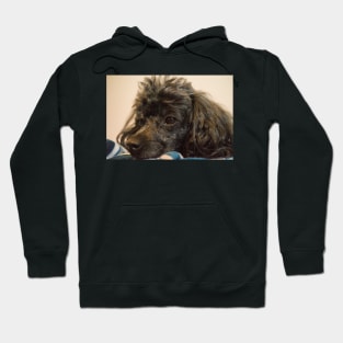 Molly dog Hoodie